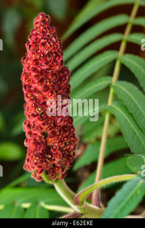 Close up of red drupe fruit and fuzzy stem of a Staghorn Sumac with green compound leaves Stock Photo