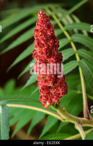 Close up of red berry cluster and fuzzy stem of a Staghorn Sumac with green compound leaves Stock Photo