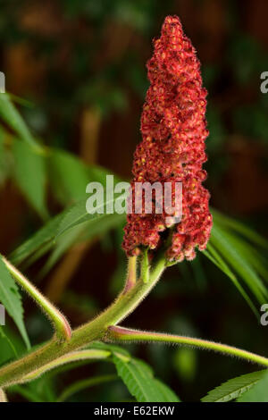 Close up of red drupe berries and fuzzy stem of a Staghorn Sumac with green compound leaves Stock Photo