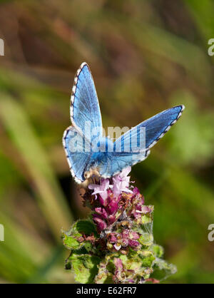 Adonis Blue butterfly feeding on Wild Marjoram. Denbies Hillside, Ranmore Common, Surrey, England. Stock Photo