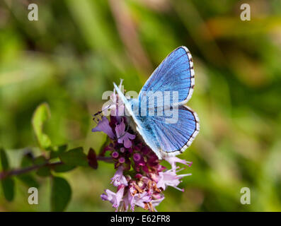 Adonis Blue butterfly feeding on Wild Marjoram. Denbies Hillside, Ranmore Common, Surrey, England. Stock Photo