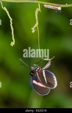A Red Postman butterfly laying an egg Stock Photo