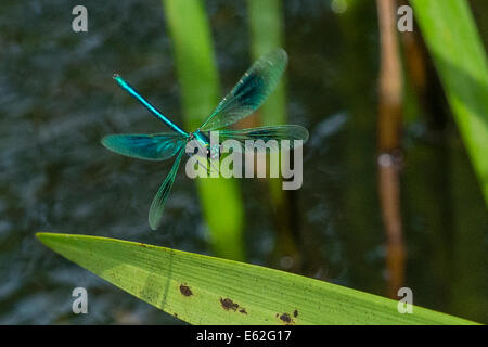 A Demoiselle Damselfly landing on a leaf Stock Photo