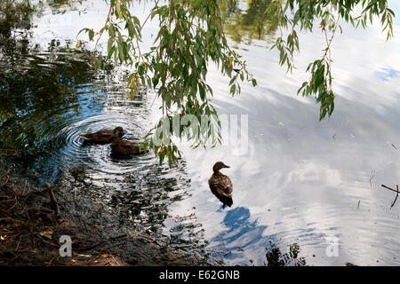 ducks in lake with reflection of blue sky,  weeping willow tree behind, summer landscape Stock Photo