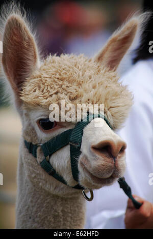 Alpaca at the Ellingham & Ringwood Agricultural Society Annual Show at Somerley Park, Ellingham, Ringwood, Hampshire in August Stock Photo