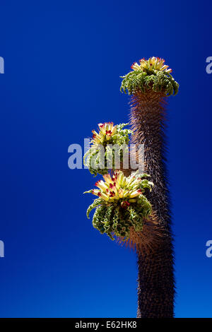 Stunning Pachypodium flowers in Goegap Nature Reserve, Namaqualand, South Africa Stock Photo