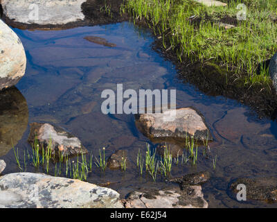 Valdresflya in Jotunheimen Norway, barren but inviting in the summer sun, small puddle reflecting the blue sky, close up Stock Photo