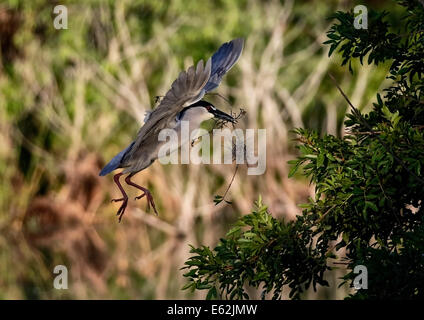 Black crowned Night Heron (Nycticorax nycticorax) in flight carrying nesting material in evening light Stock Photo