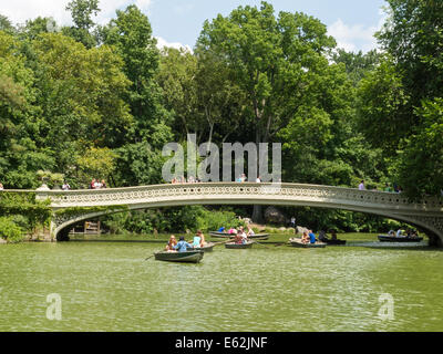 Green Water in Central Park Lake is Caused by Algae Bloom, NYC Stock Photo