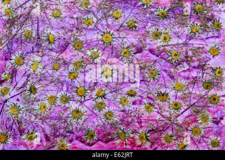 A colorful background image made from dried pressed daisy flowers on a purple and pink textured surface Stock Photo