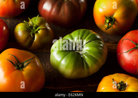 Colorful Organic Heirloom Tomatoes Fresh from the Garden Stock Photo