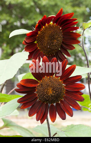 Red sunflower, decorative sunflower, ornamental sunflower in full bloom (Helianthus annuus) - USA Stock Photo