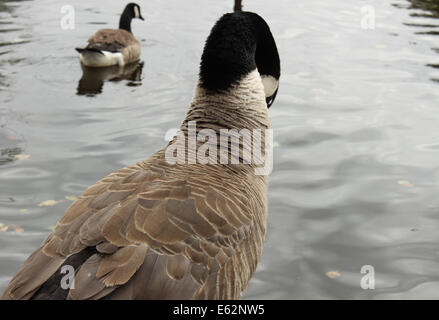 Canadian goose with ruffled feathers by the lake side. Stock Photo