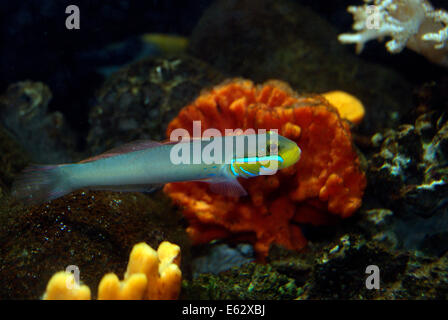 Fish swimming Yellowheaded sleeper goby aquatic fish underwater nearby marine sponge Axinella carteri Stock Photo