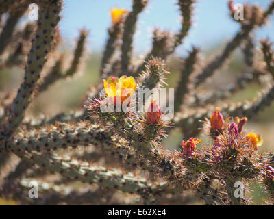 Yellow flowers buds on Buckhorn Cholla cactus in the Arizona Sonoran desert AKA yellow-flowered cane, Buck-horn, or major cacti Stock Photo