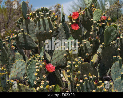 Desert prickly pear cactus, oputia phaeacantha, in bloom in the spring, Phoenix, Arizona, USA, April 2014. Stock Photo