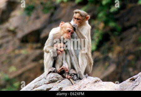 Monkeys family with baby Macaque India Monkey at forest area of western ghats India wildlife Stock Photo