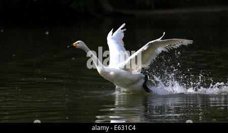 Shenyang, China's Liaoning Province. 13th Aug, 2014. A swan prepares to fly from a lake at the Bird Islands Forestry Park in Shenyang, capital of northeast China's Liaoning Province, Aug. 13, 2014. Credit:  Yao Jianfeng/Xinhua/Alamy Live News Stock Photo