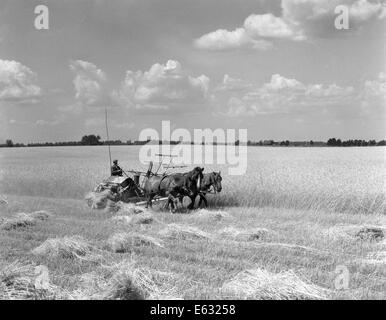 1930s FARMER HARVESTING CROP WITH HORSE DRAWN REAPER Stock Photo