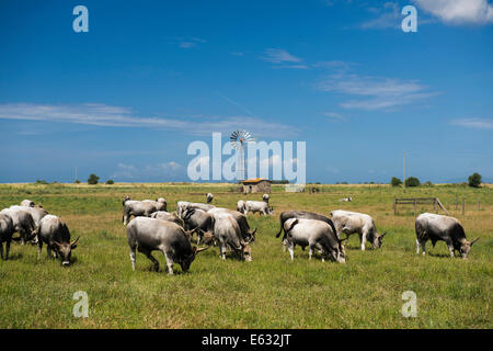 maremma cattle bos primigenius taurus bull parco regionale della maremma maremma nature park near alberese stock photo alamy