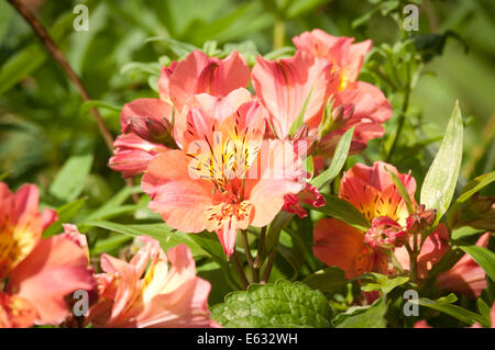 Peruvian lily or lily of the Incas (Alstroemeria) // Lys des incas ( Alstroemeria Stock Photo - Alamy