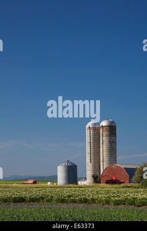 Barley and potato field with a farm building and two grain silos, Saint-Jean, Ile d'Orleans, Quebec, Canada Stock Photo