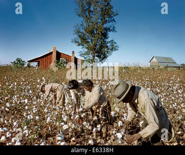 1950s AFRICAN AMERICAN SHARE CROPPERS PICKING COTTON BY HAND USA Stock Photo