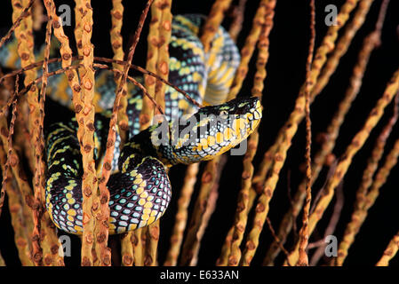 WAGLER'S PIT VIPER OR TEMPLE VIPER Trimeresurus wagleri THAILAND Stock Photo