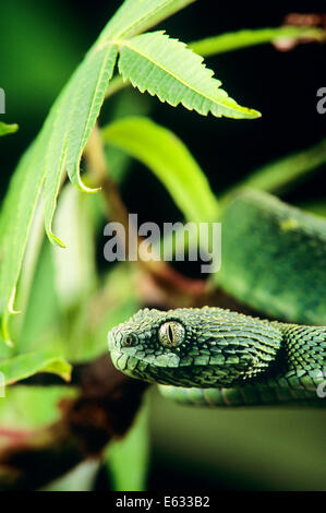 Spiny Bush Viper Poster for Sale by Influnecedby