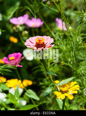 Flower meadow with Zinnias (Zinnia violacea), India Stock Photo