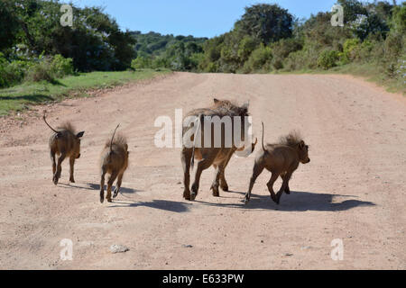 Warthogs (Phacochoerus africanus) on the run, Addo Elephant National Park, Eastern Cape, South Africa Stock Photo