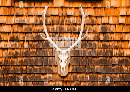Hunting trophy at a clapboard wall, Berchtesgaden, Bavaria, Germany Stock Photo