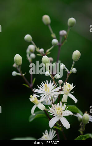 Traveller's joy, a wild clematis, UK Stock Photo