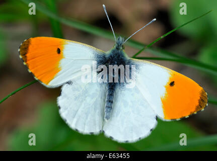 Orange Tip Butterfly - Anthocharis cardamines Male, wings open Stock Photo