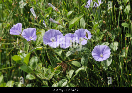 Blue Rock Bindweed - Convolvulus sabatius Mediterranean wild flower Stock Photo