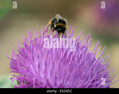 Cotton Thistle - Onopordum acanthium with Red-tailed Bumblebee - Bombus lapidarius Stock Photo