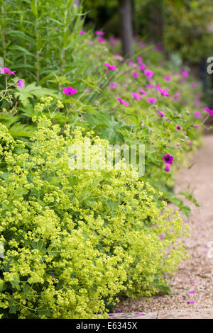 Alchemilla mollis. Lady's mantle lining the pathway in an English garden. Stock Photo