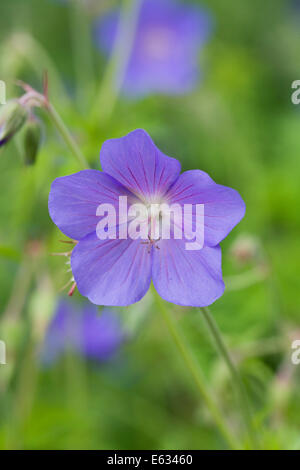 Geranium 'Brookside'. Blue Geranium growing in an English garden. Stock Photo