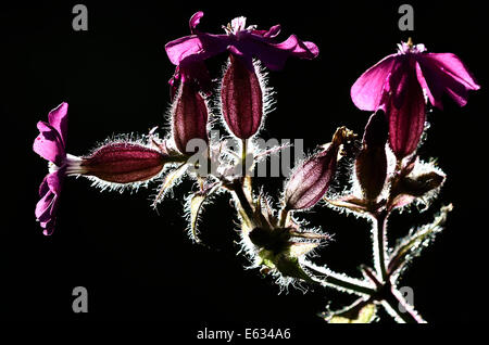 A red campion flower UK Stock Photo