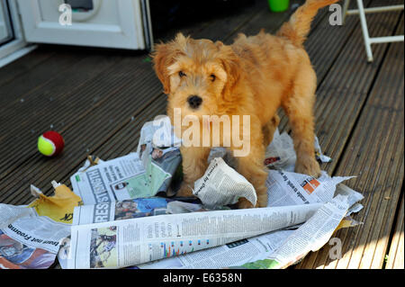 Golden brown Labradoodle puppy Stock Photo