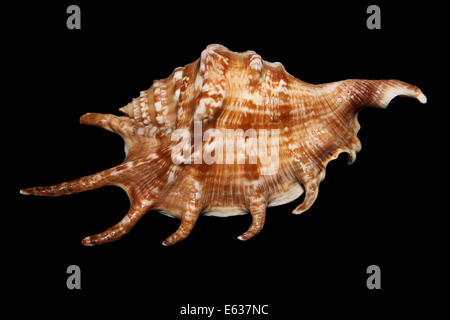 Common Spider Conch Lambis lambis Stock Photo