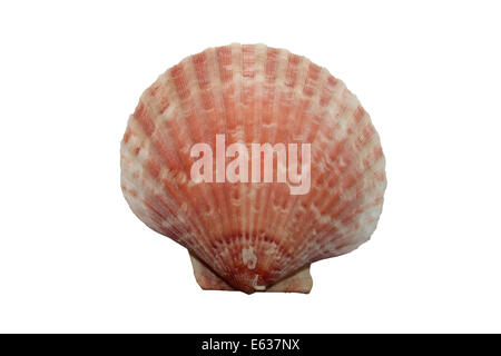 Queen Scallop Aequipecten opercularis Stock Photo