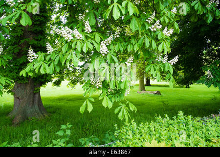 Horse chestnut blossom (Aesculus hippocastanum) Stock Photo