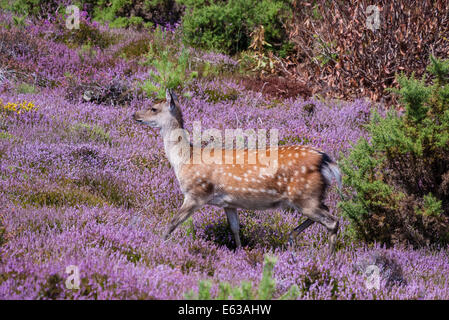 Sika Deer (female) standing in heather at Arne Nature Reserve, Dorset, England, UK Stock Photo
