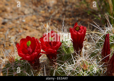 Claret Cup cactus flowers (Echinocereus triglochidiatus), Arches National Park, near Moab, Utah, USA