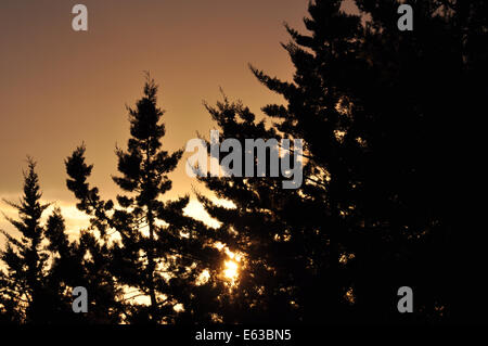 Fir trees silhouette and setting sun rays through branches. Nature abstract sunset. Stock Photo