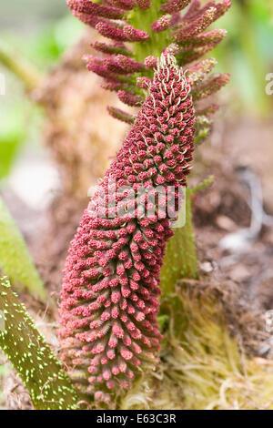 Gunnera manicata flower in Spring. Stock Photo