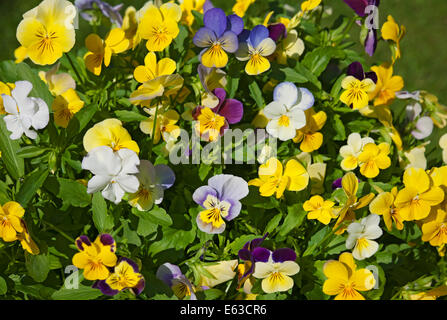 Close up of viola flowers violas flower flowering in summer England UK United Kingdom GB Great Britain Stock Photo
