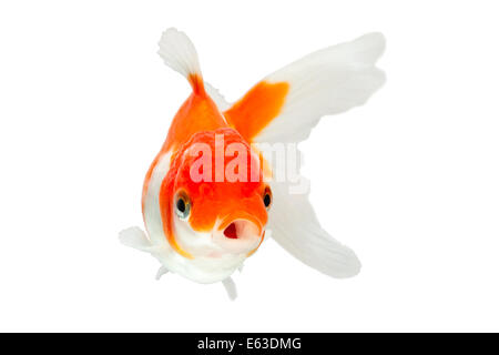 A close-up of a single orange and white goldfish, viewed from above and slightly in front, with its mouth open. The fish has a rounded, bulbous head with prominent eyes and flowing white fins and Stock Photo