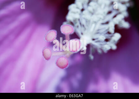 Hibiscus Fantasia Stamen Stock Photo